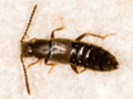 Aloconota gregaria